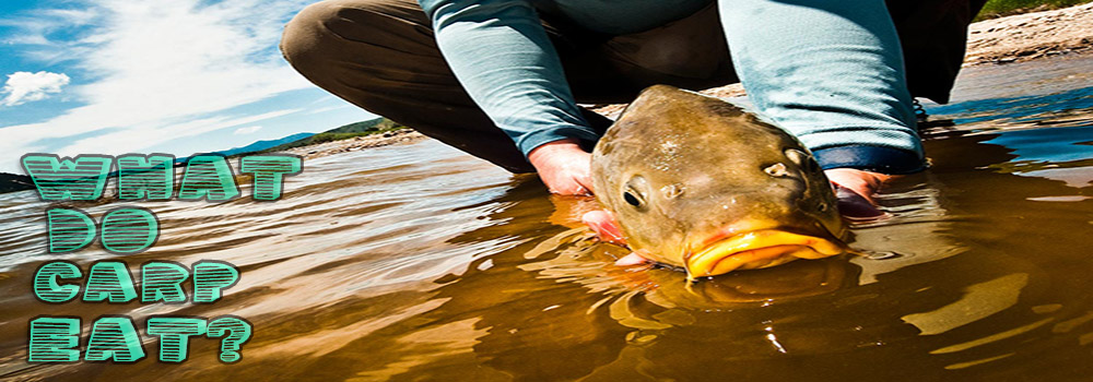 What do Carp Eat? – How Will You Get them to Eat it?