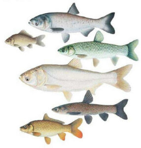 Species of Carp