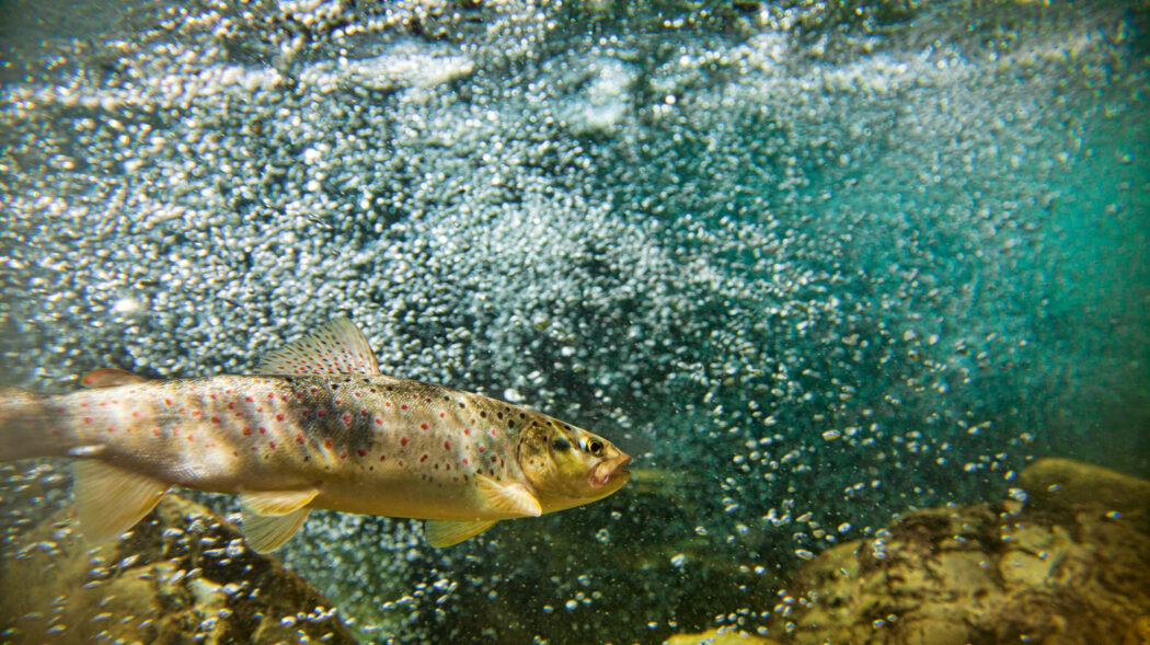 Featured Image For How to Catch Trout in a Lake: A Beginner’s Guide