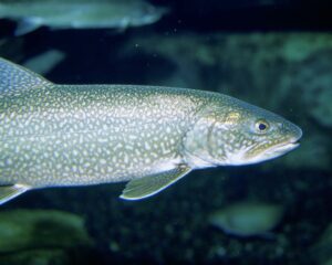 Lake_trout_fish_underwater