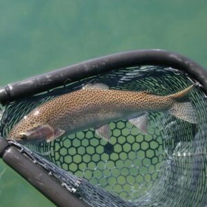 lake-trout-fishing2