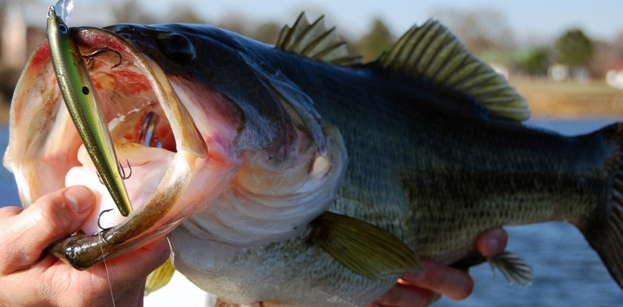 Best Bait for Largemouth Bass – Bassing up the Competition