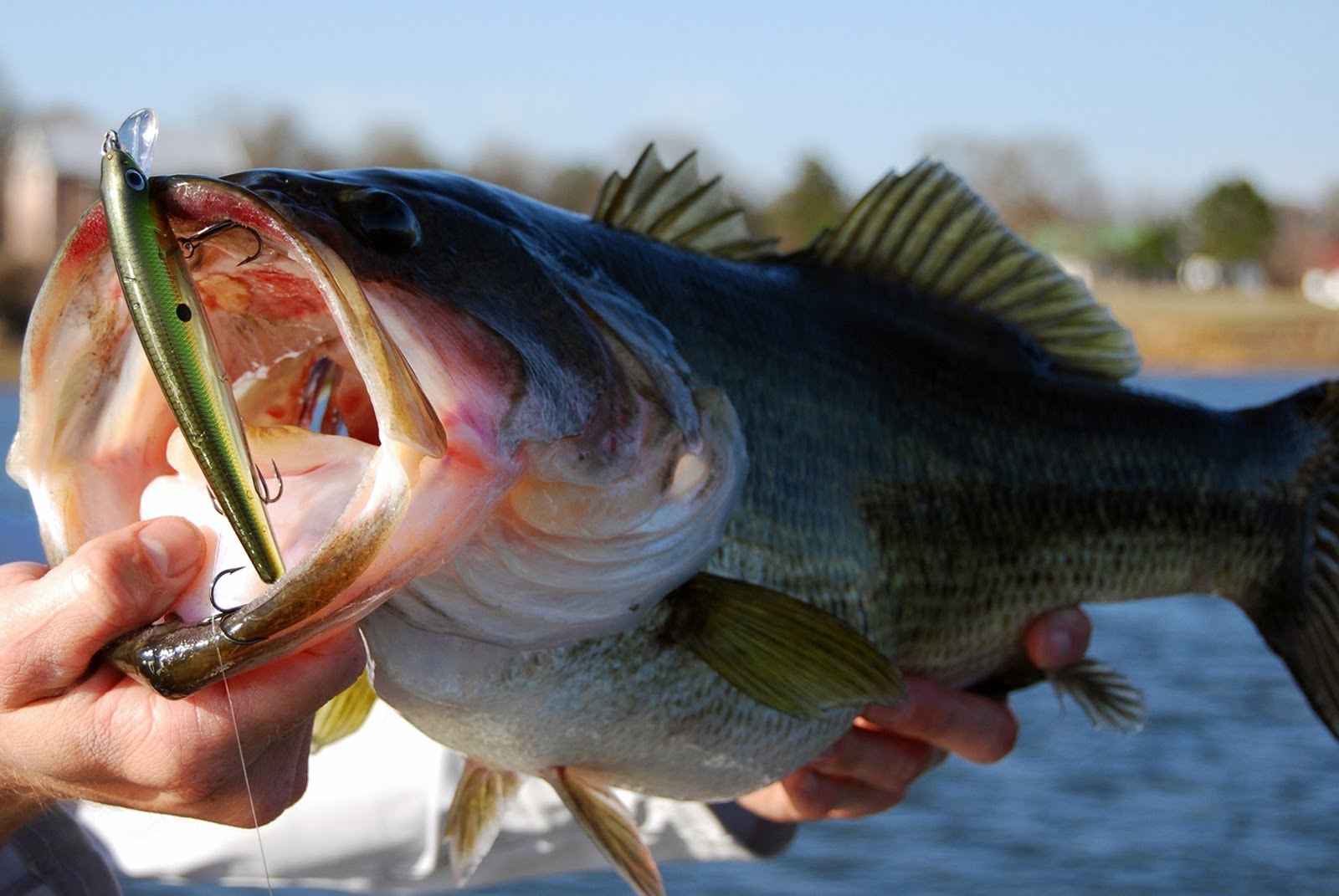 bass fish bait