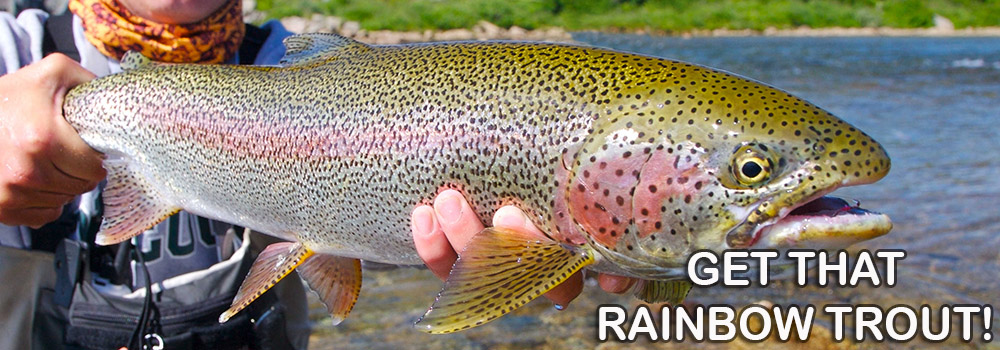 Best Bait for Rainbow Trout – A Mayfly on the Surface Water