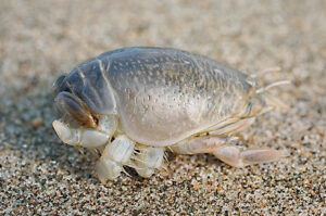 sand-crabs-1