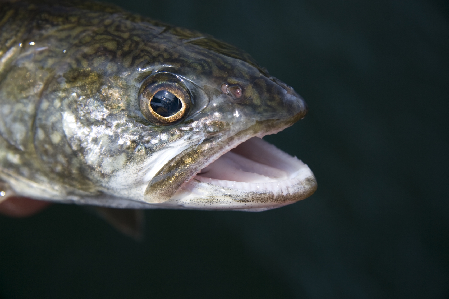 Best Bait For Lake Trout Learn To Catch More Lake Trout