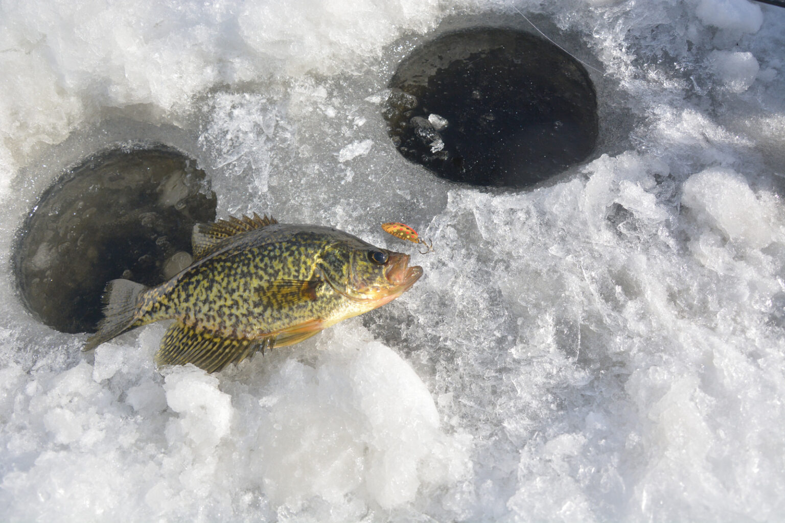 Ice Fishing For Crappie Best Lures & Catch Tactics [2023]