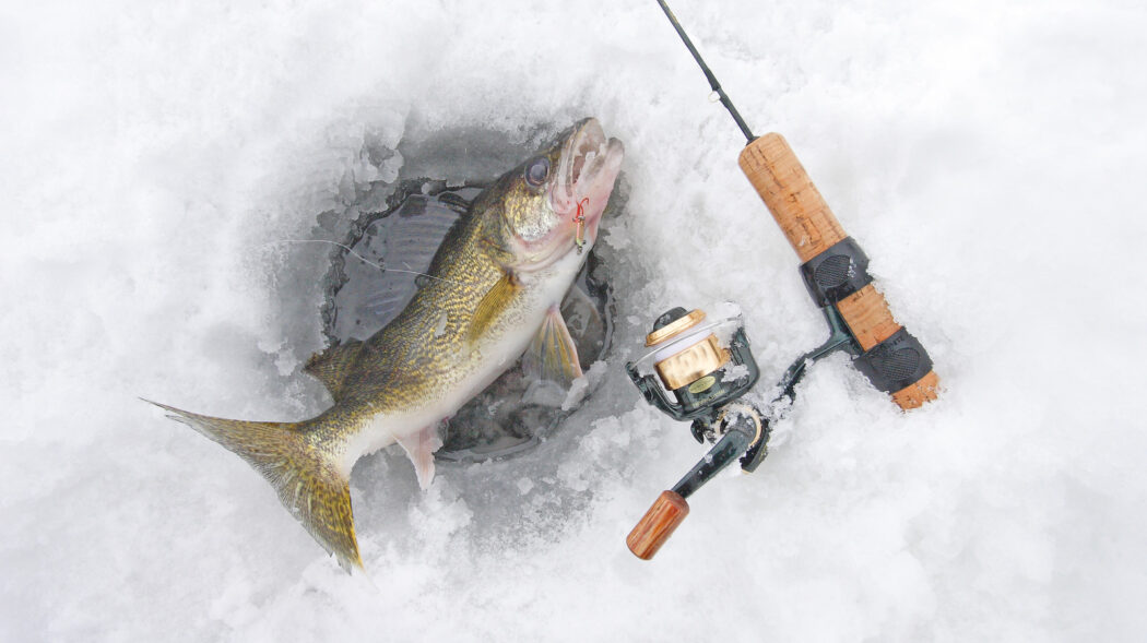 Featured Image For Ice Fishing For Walleye: Best Jigs Lures, Rods & Line