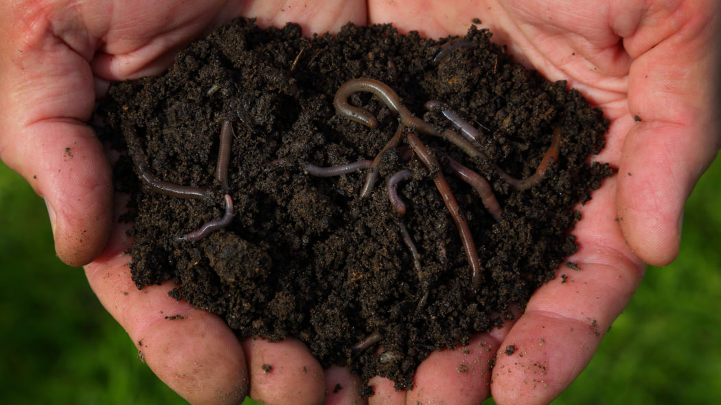 Featured Image For How To Grow Worms For Fishing Bait