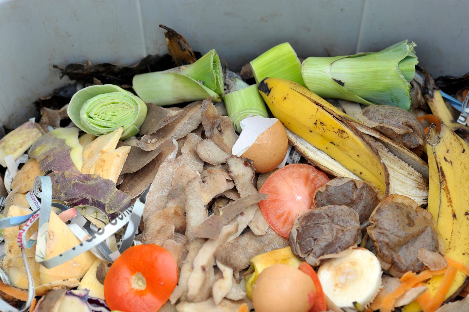 Inside a worm bin, wormery or worm farm with vegetable, fruit, general kitchen food waste including used tea bags, egg shells and shredded newspaper.