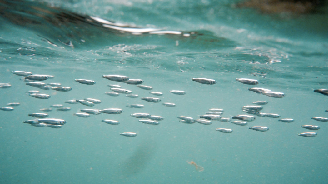 Baby fish swimming left to right under a wave