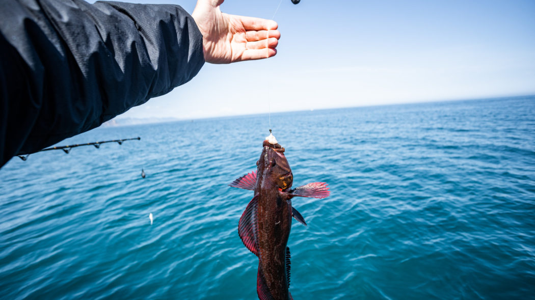 A large red snapper caught during a deep sea offshore fishing trip.