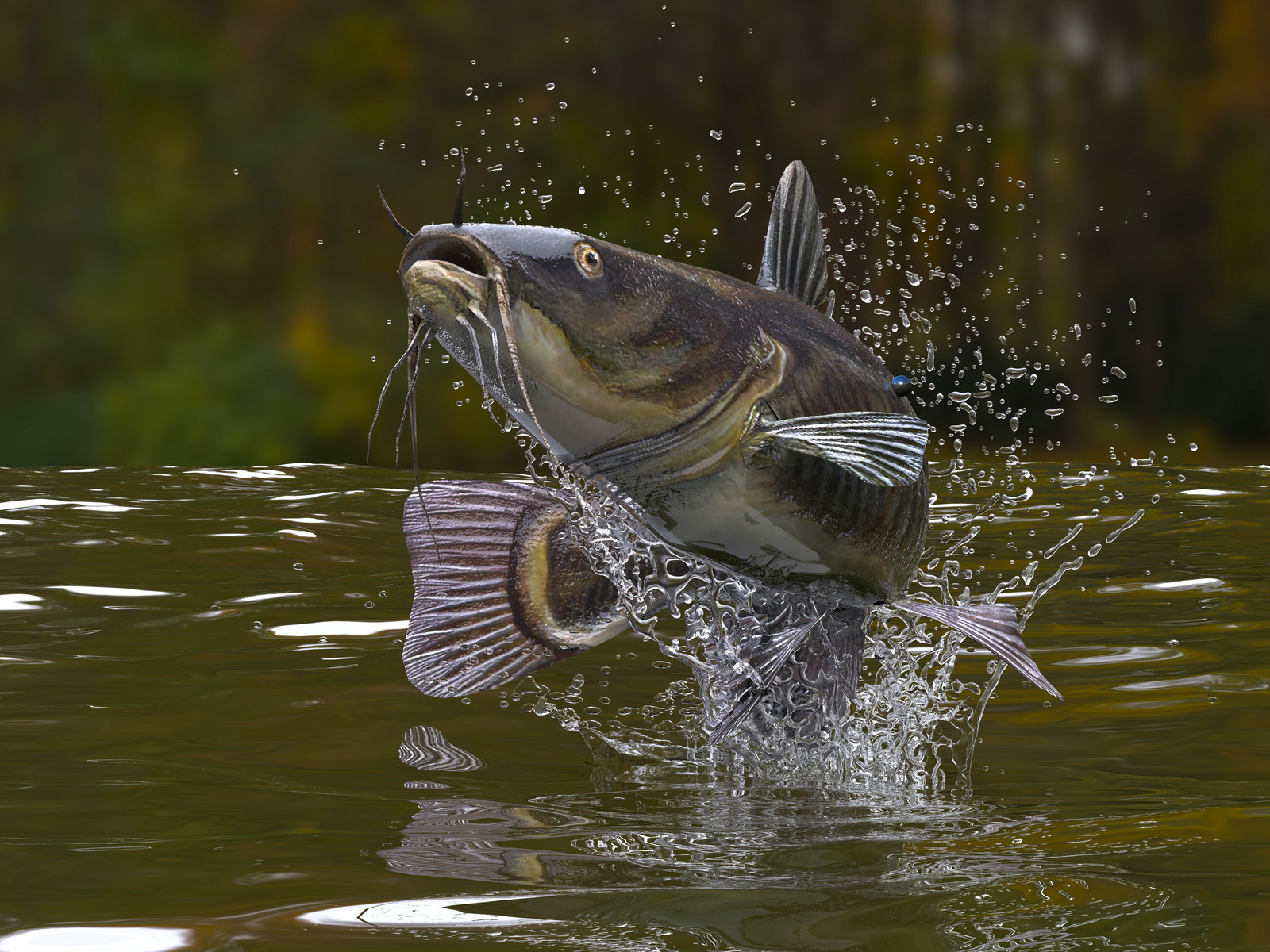 how-long-do-catfish-live-fishermen-s-angle