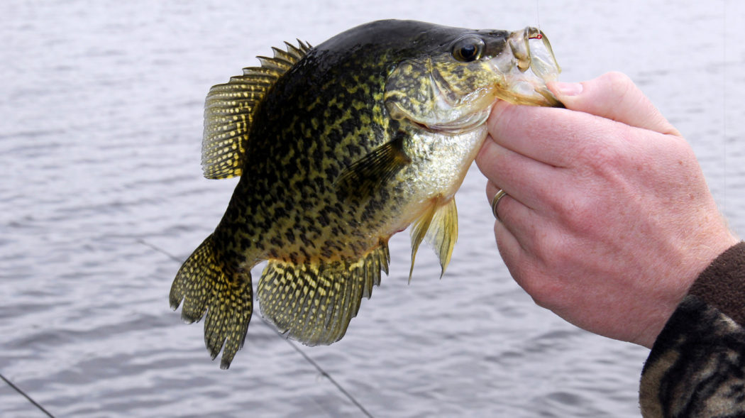 Featured Image For Summer Crappie Fishing Tips