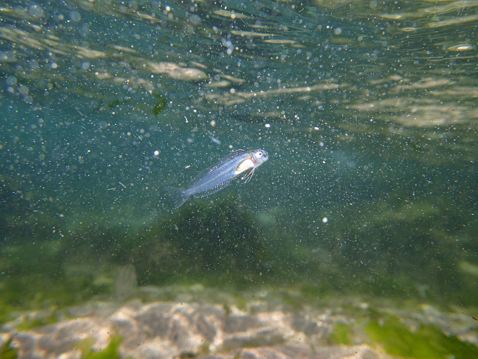 What Is A Baby Fish Called Fishermen s Angle