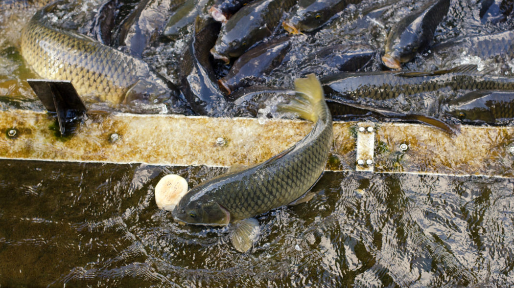 Japanese carp fish feeding
