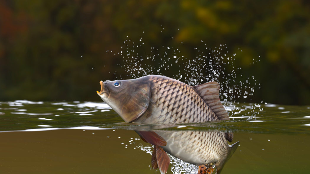 Featured Image For Why do carp jump? : the science behind the behaviour.