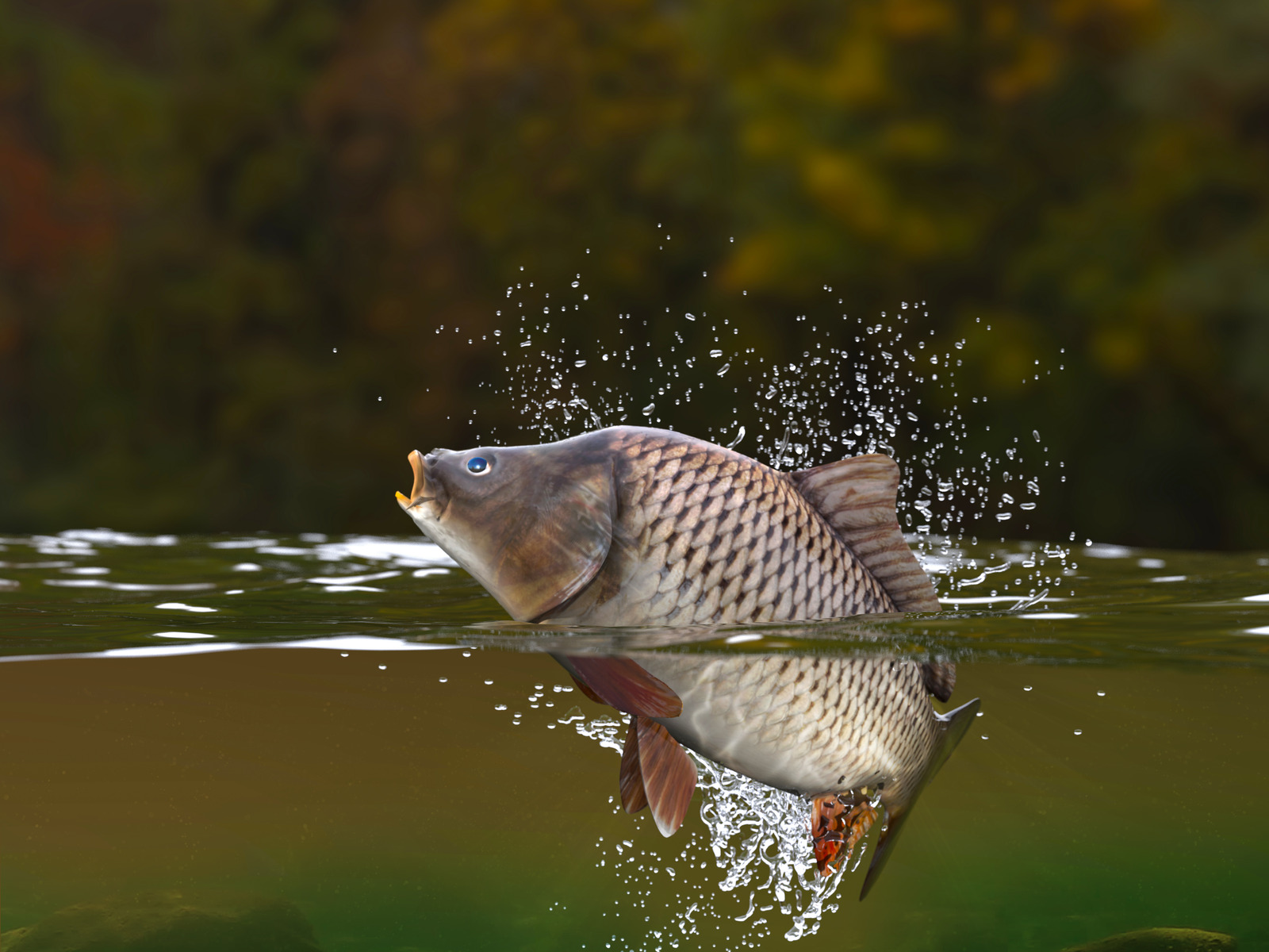 carp fish jumping