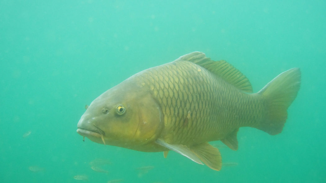 Featured Image For What Is A Ghost Carp? The Complete Guide