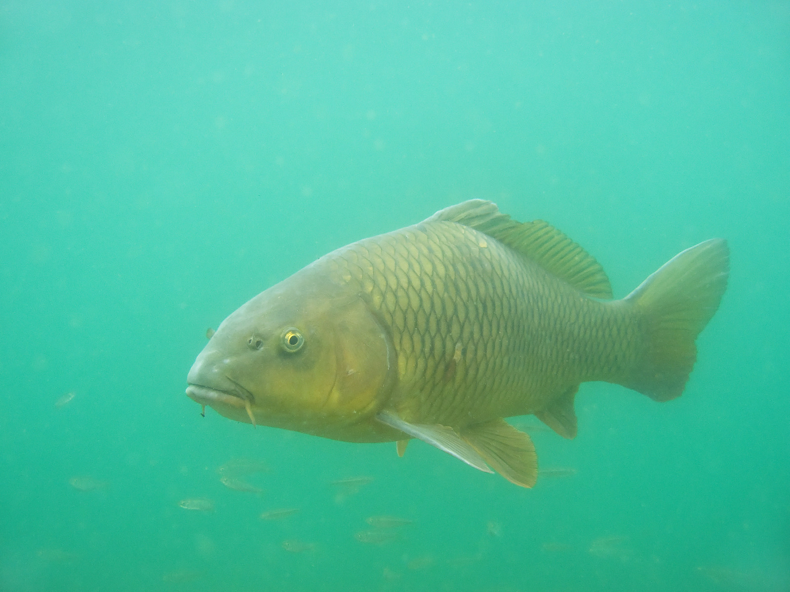 What Is A Ghost Carp? The Complete Guide - Fishermen's Angle