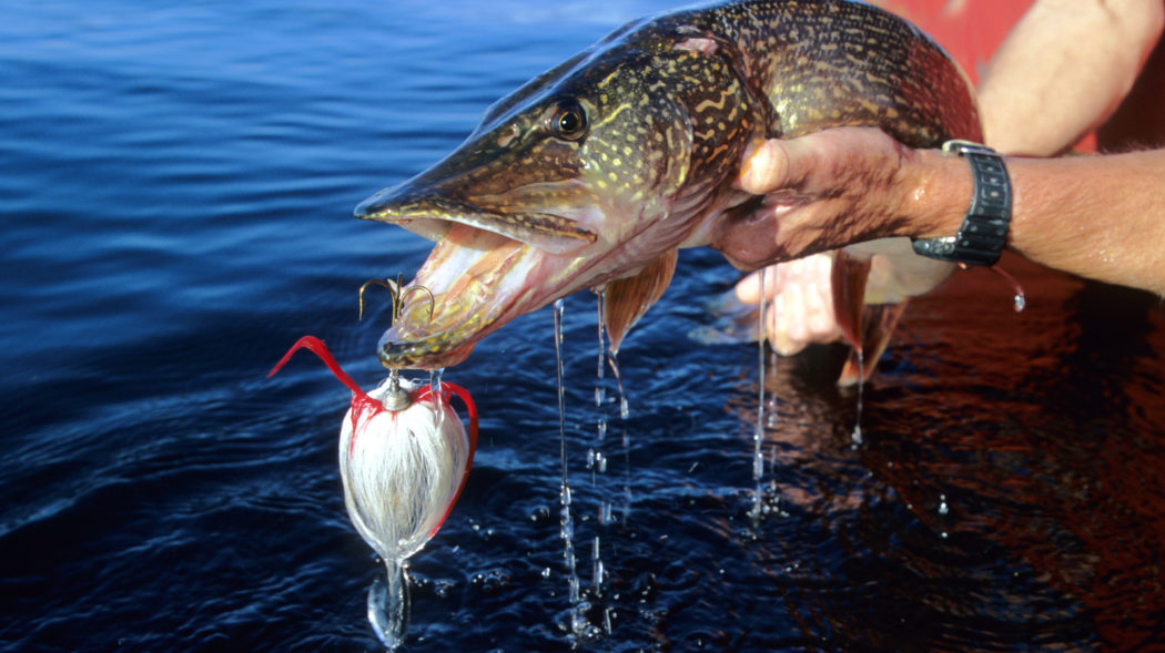Featured Image For Best Time of the Day for Northern Pike Fishing