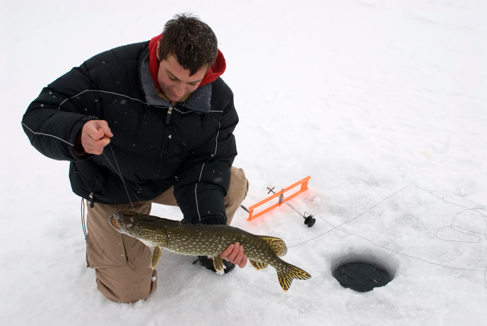 successful northern pike fisherman pulling freshly caught pike up through hole in ice, catching it on a tip-up