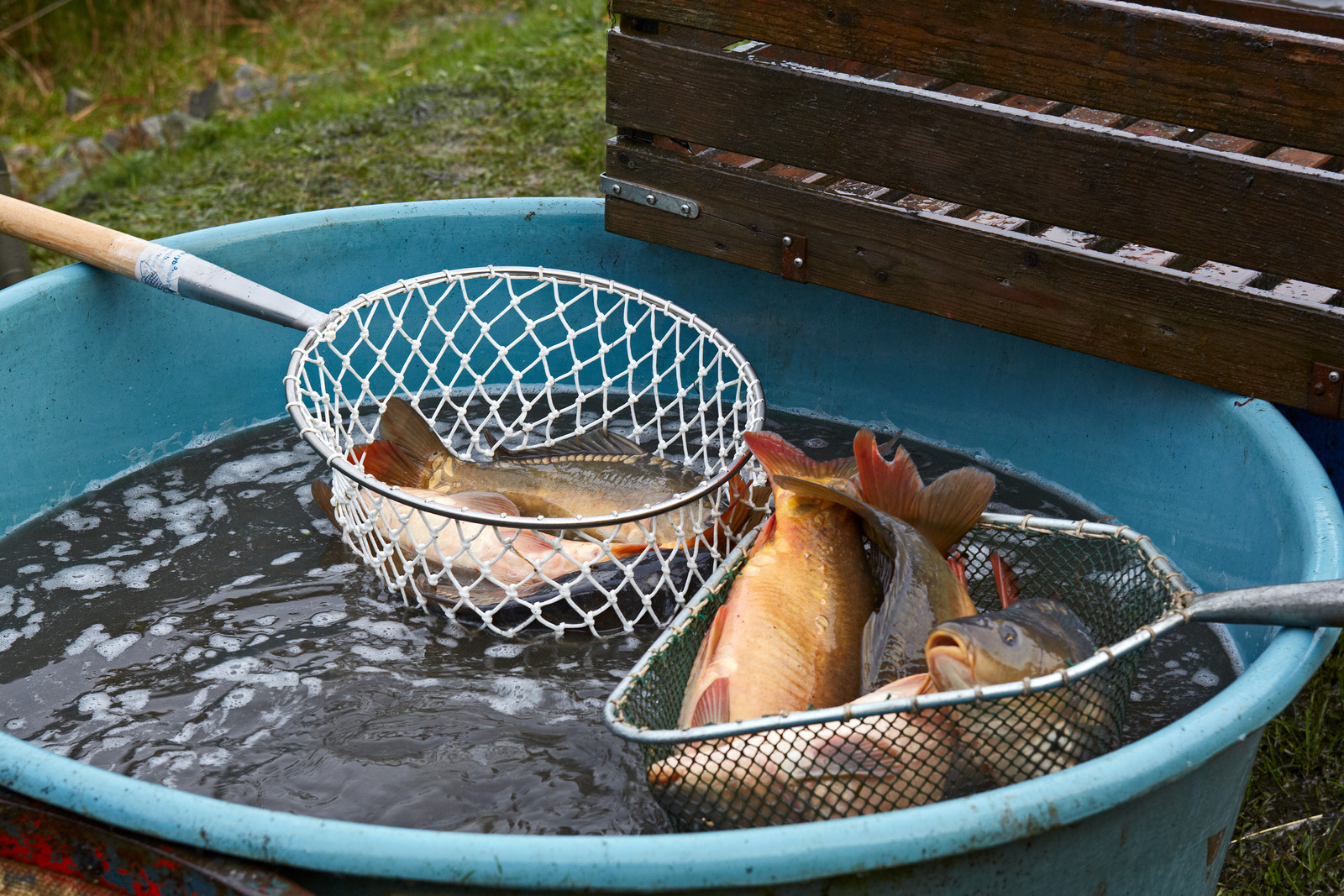 what-is-the-difference-between-buffalo-fish-and-carp-fishermen-s-angle