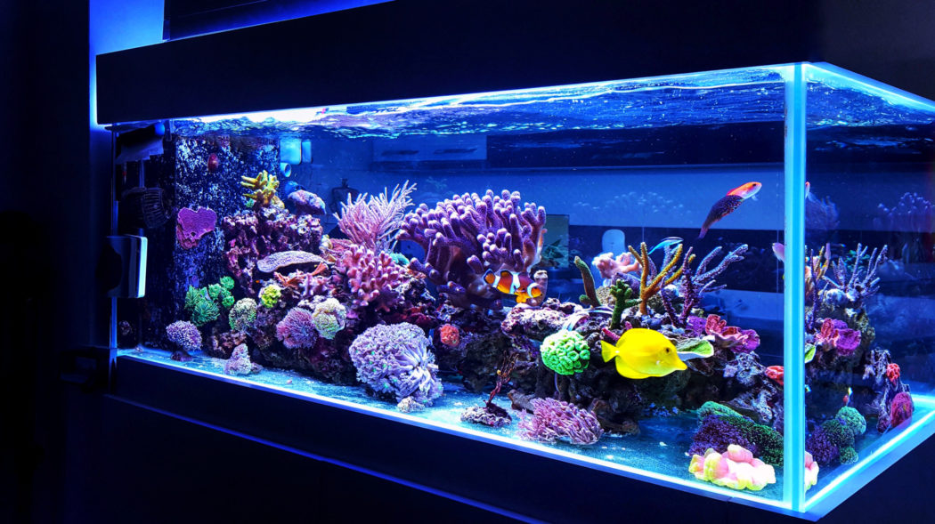 Featured Image For Can you use fishing weights in an aquarium?