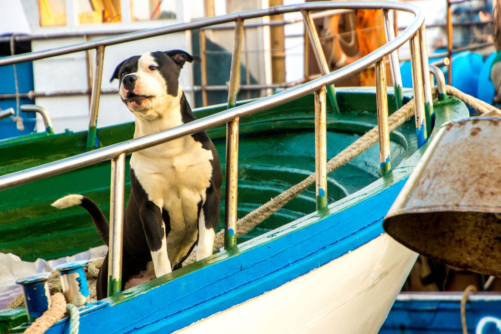 A large dog protecting it's owner's fishing boat.
