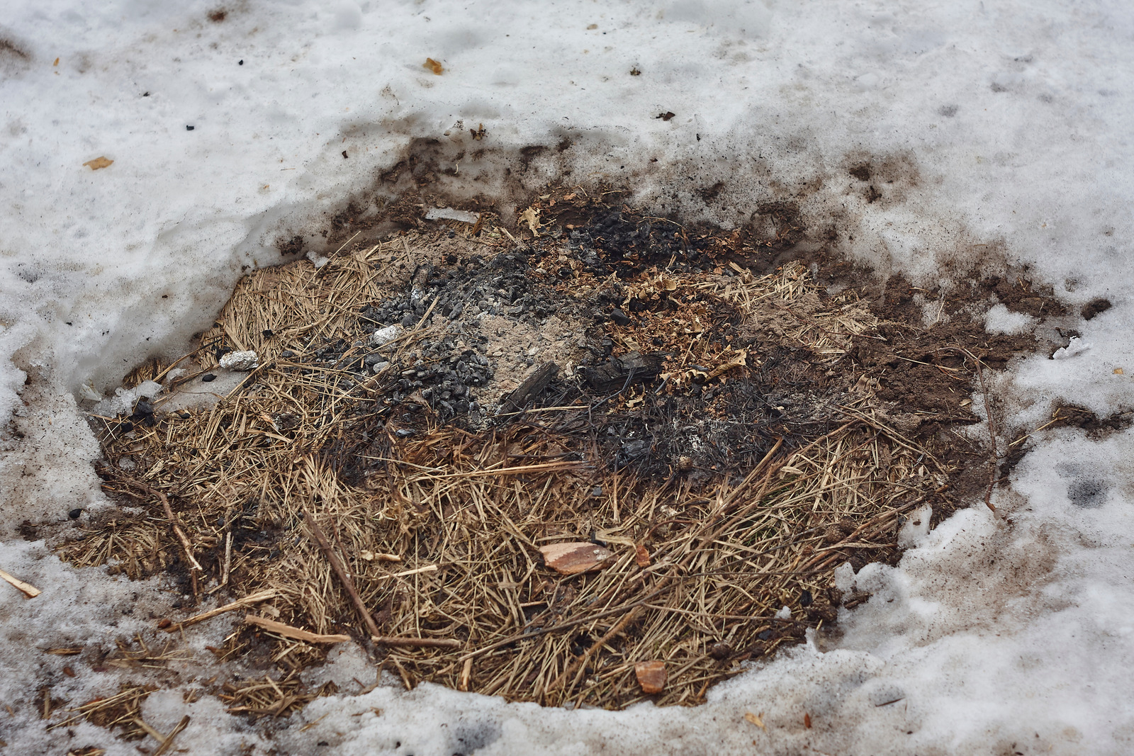 bonfire site in snow. close up, white, ice, grass, coal, ashes, stick, branch, texture