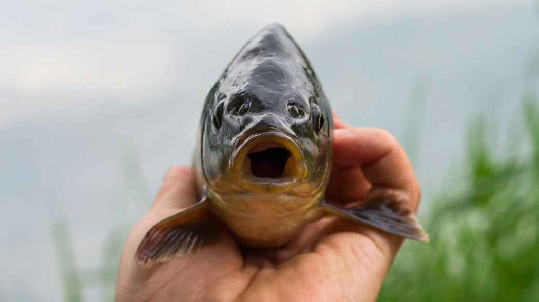 Featured Image For Do Carp Bite Humans?