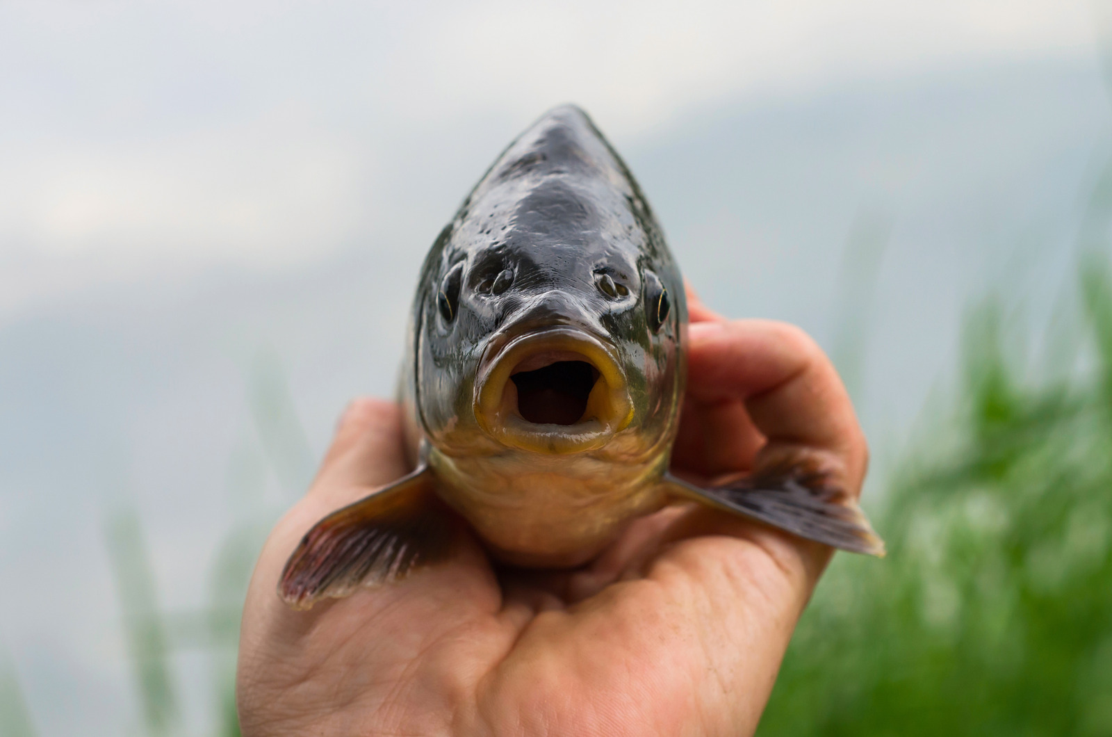 do-carp-bite-humans-fishermen-s-angle