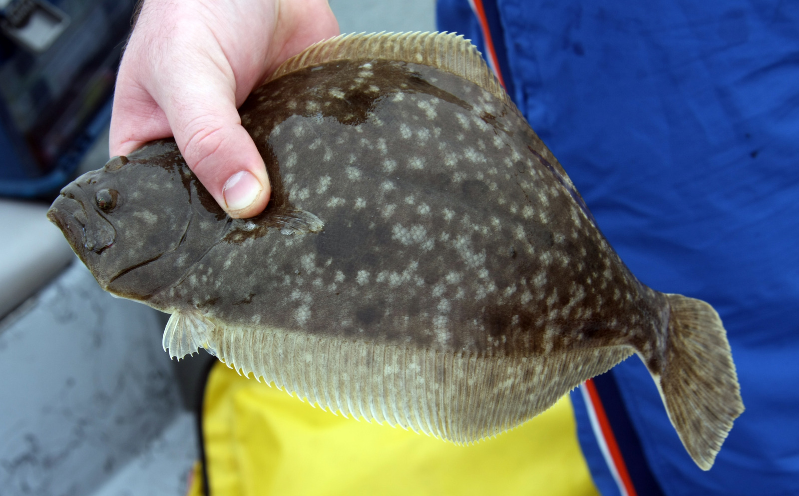 a fisherman holding a flounder Please take a look at my other fishing photos: