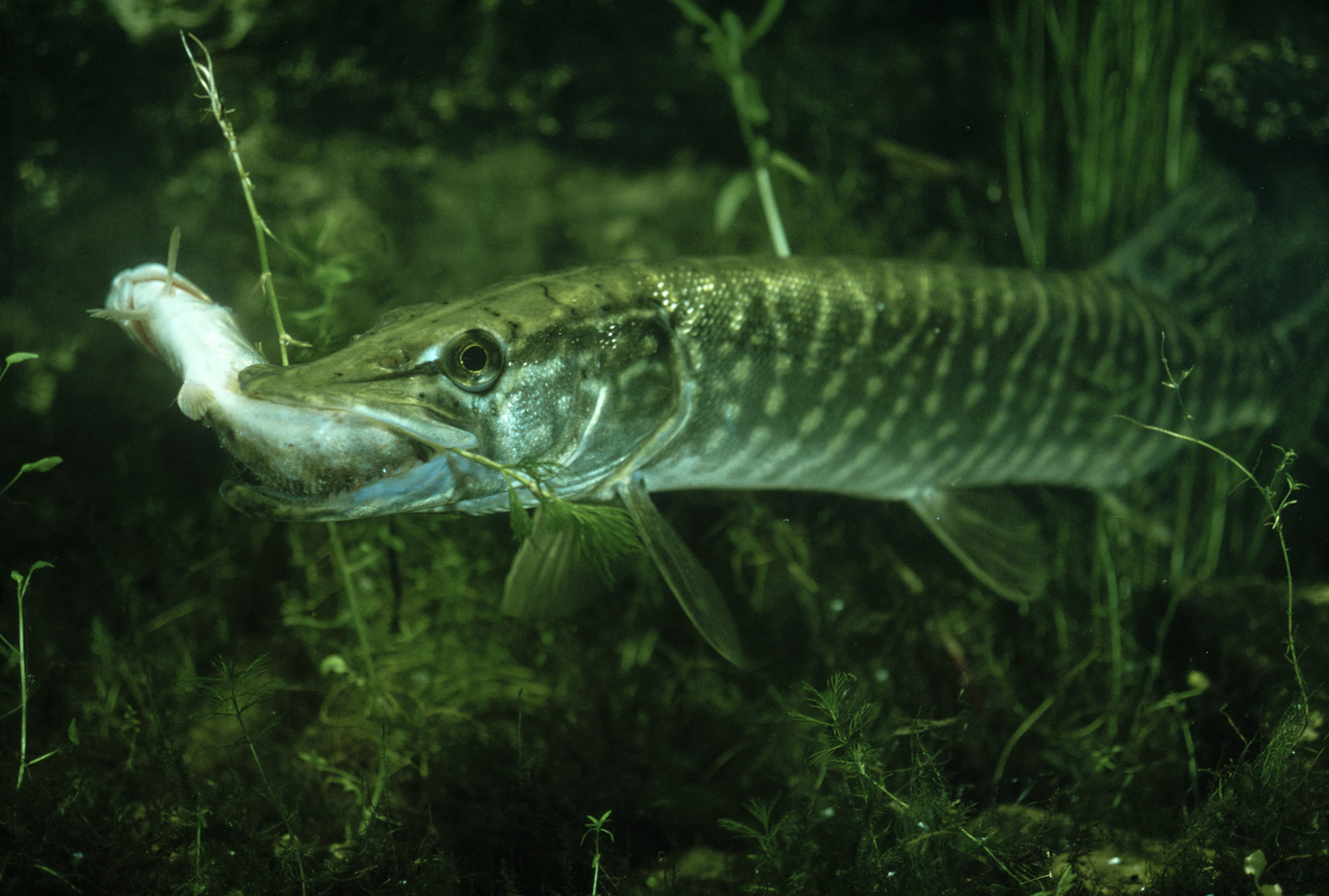 What Does Pike Eat Fishermen s Angle