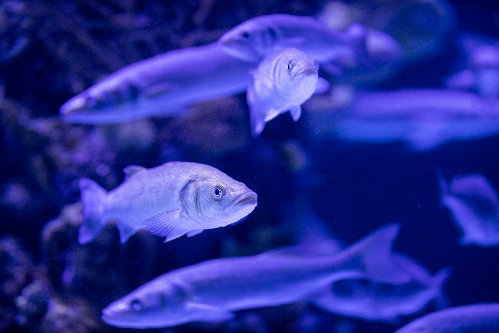 fishes in a marine aquarium