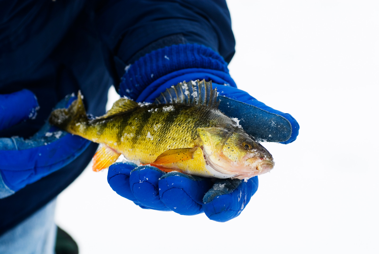 Gloved hands are holding a perch just caught while ice fishing on a Michigan pond.