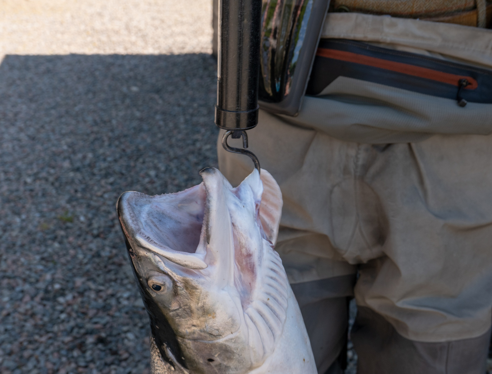 Best Fishing Scale Fishermen's Angle