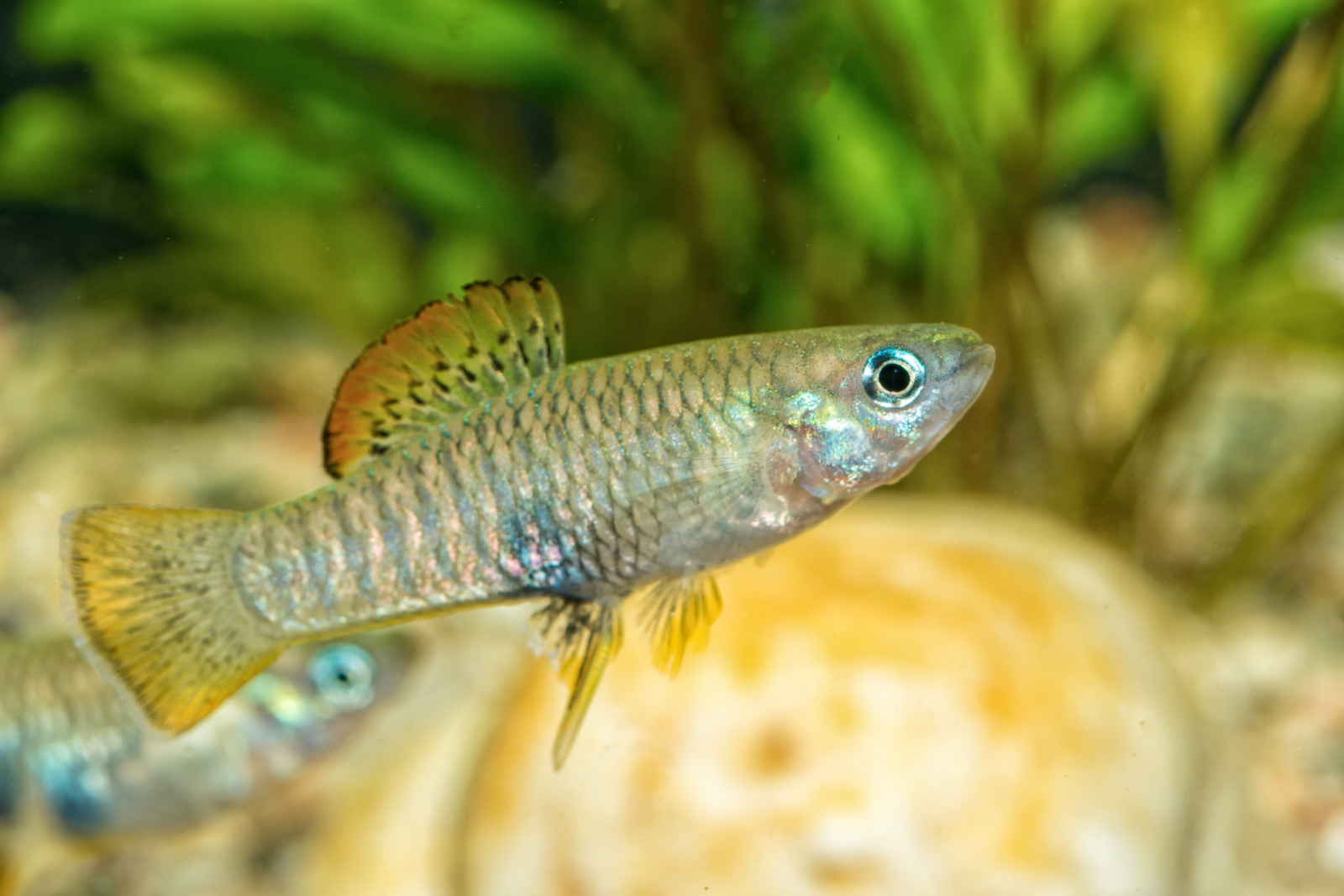 Portrait of freshwater livebearer fish (Brachyrhaphis roseni) in aquarium