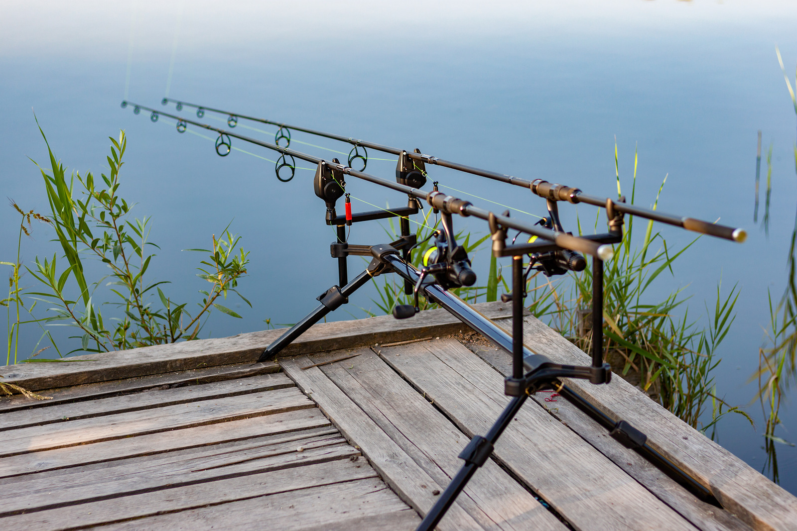Carp fishing rods on a rodpod