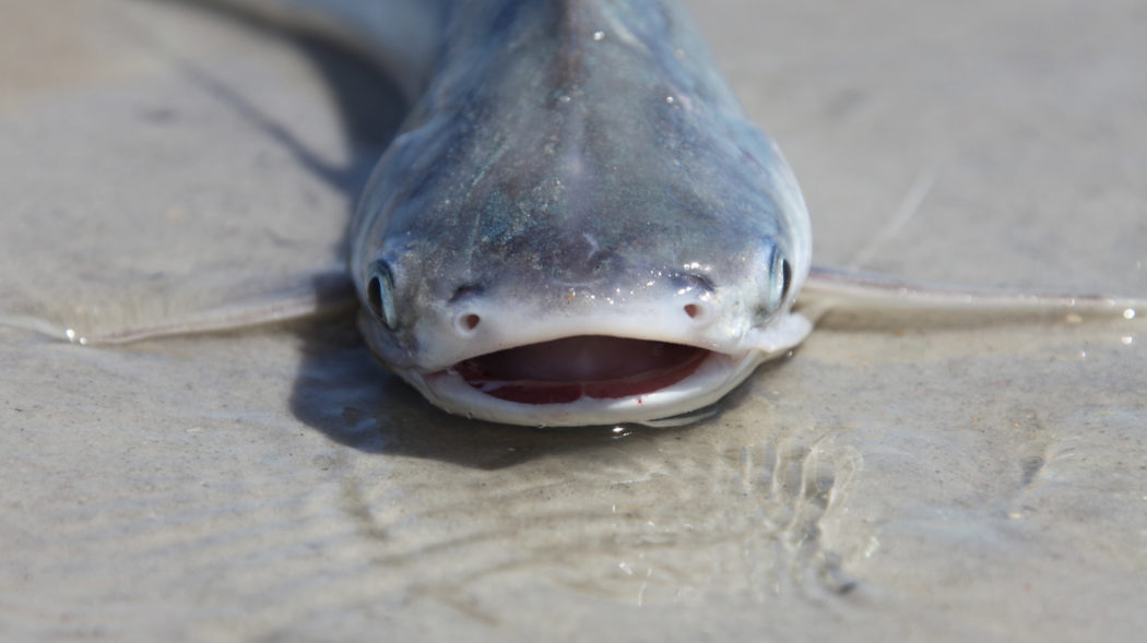 Featured Image For Can You Eat Saltwater Catfish? Are They Poisonous?