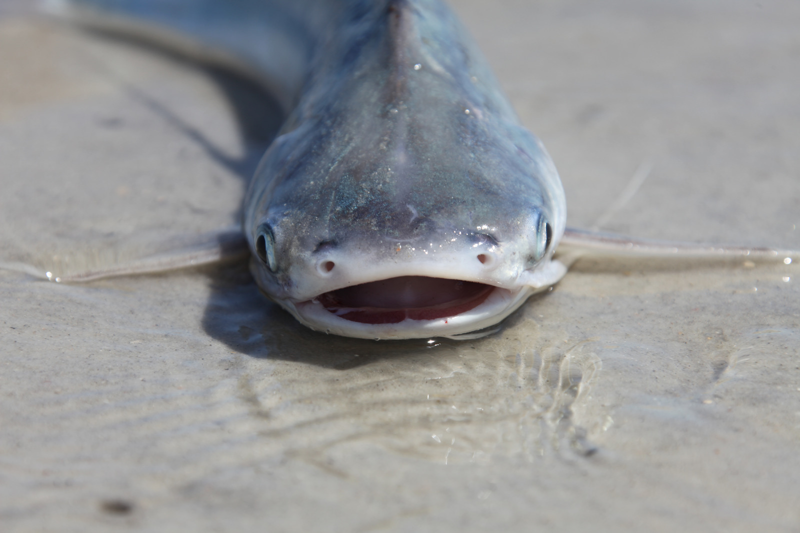 Can You Eat Saltwater Catfish Are They Poisonous Fishermen S Angle