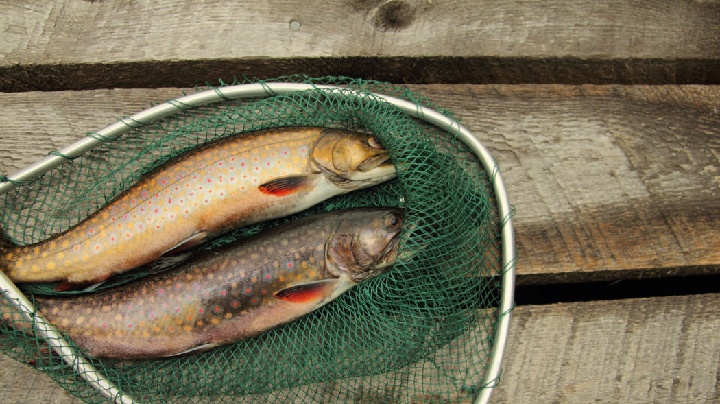 Featured Image For Weakfish vs Speckled Trout: What’s The Difference?